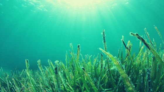 algae omega 3 compared to fish oil 